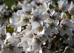 Prunus subhirtella Pendula / Csüngő koronájú díszcseresznye